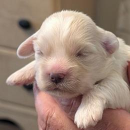Johnny - Cream male Lhasa Apso puppy in Fort Worth, Texas from Cynthia's Lhasa Apsos