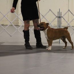 Staffordshire Bull Terrier All Grown Up from Empire Kennel Staffords