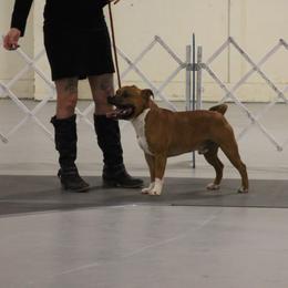 Staffordshire Bull Terrier All Grown Up from Empire Kennel Staffords