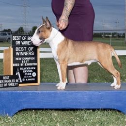 Miniature Bull Terriers from Sabrosa Minibulls