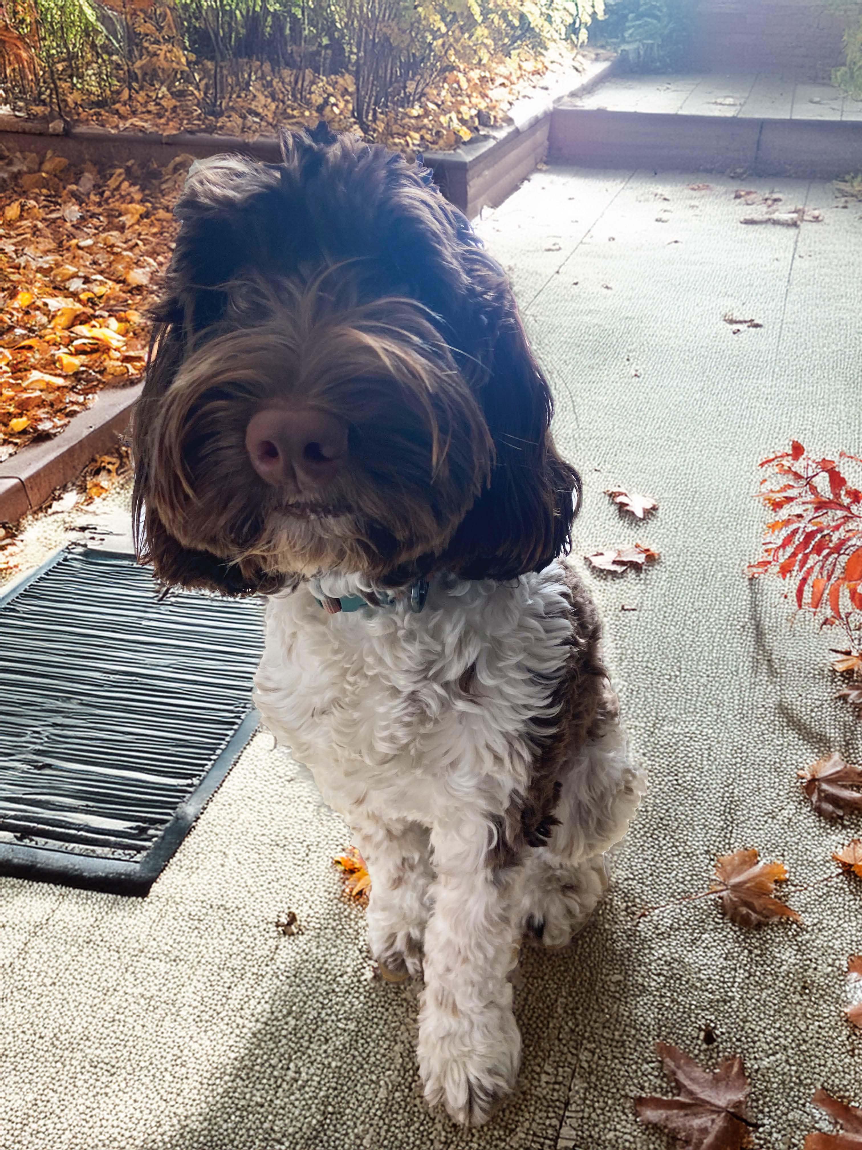 Mazzy