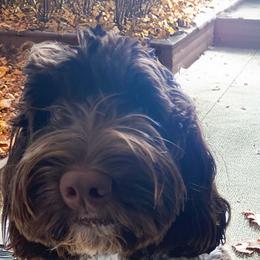 Mazzy - Australian Labradoodle