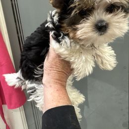 AKC girl 2 pink collar Alena - Black tan and white female Biewer Terrier puppy in Chico, California from Lhasa Apsos of northern Ca . Biewer terriers of northern California