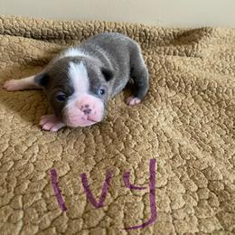 Ivy - Lilac female Boston Terrier puppy in Brown City, Michigan from Mae Boston Terriers