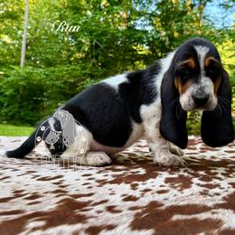Rum - Black white and brown female Basset Hound puppy in Dingess, West Virginia from Tuckers' Howling Hounds