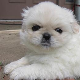 Luna - White female Pekingese puppy in Birdseye, Indiana from Poochie's Pekes