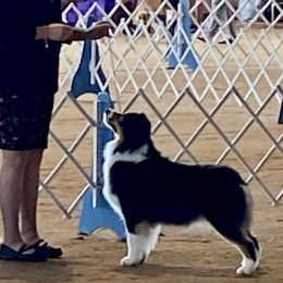 HOPE - Australian Shepherd