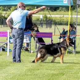 Rip - German Shepherd