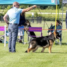 Rip - German Shepherd
