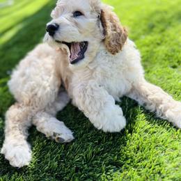 Goldendoodle Puppies from Temecula Creek Doodles