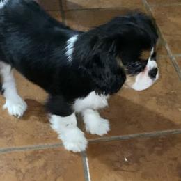 Phantom - Tri-color male Cavalier King Charles Spaniel puppy in Valley, Washington from F-Stop Cavaliers