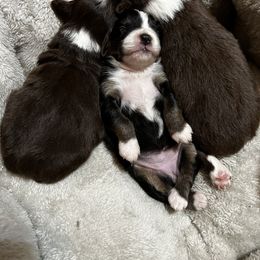 Miniature Australian Shepherd Puppies from 3J Farms Mini Aussies