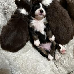 Miniature Australian Shepherd Puppies from 3J Farms Mini Aussies