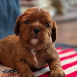Copper - Ruby male Cavalier King Charles Spaniel puppy in Melrose, Florida from Magnolia Hill Cavaliers and Doxies