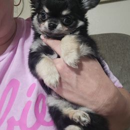 Chihuahua Puppies from Pretty Little Chis