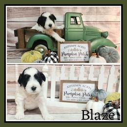 Blaze - Black and white male Schnoodle puppy in Lebanon, Missouri from Cedar Glades Canines