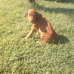 Lemon - Rd whtn brn nose female Rhodesian Ridgeback puppy in Carney, Oklahoma from River Run Parson Russell terriers & River Run Ridgebacks