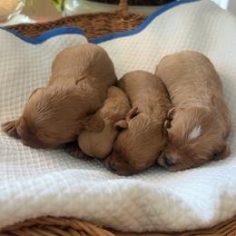 Cavalier King Charles Spaniel and Cavapoo Puppies from Primrose Pups