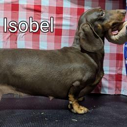 Isobel - Dachshund