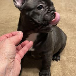 French Bulldog Puppies from Susie’s Cuties
