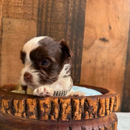 Versace - Chocolate, tan and white male Yorkshire Terrier puppy in Howe, Oklahoma from Ray Holder