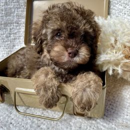 Teddy - Brown male Cavapoo puppy in Palm City, Florida from Cookies & Cream Sundae