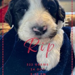 Goldendoodle Puppies from Life is Golden Doodles