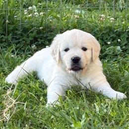 Blue collar - Light golden male Golden Retriever puppy in Barbourville, Kentucky from Home Sweet Home English Goldens