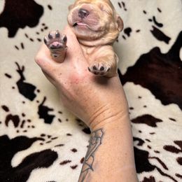 Bluey - Dark golden female Golden Retriever puppy in Sevierville, Tennessee from Renko Kennel