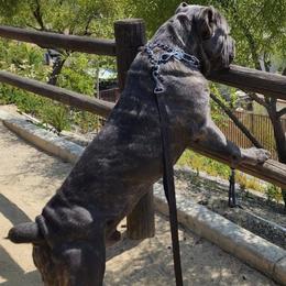 Boogie - Cane Corso