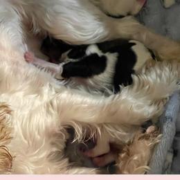Biewer Terriers and Yorkshire Terriers from Heritage Yorkie and Biewers Kennel