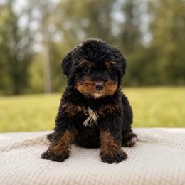 Sequoia - Tri-color male Bernedoodle puppy in Travelers Rest, South Carolina from Bernedoodle.do