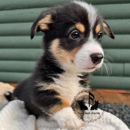 Sherman with tail - Black and tan male Pembroke Welsh Corgi puppy in Casper, Wyoming from Flying Note Shorties