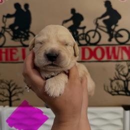 Eleven - Golden female Golden Retriever puppy in Duncan, South Carolina from Glimmer Goldens