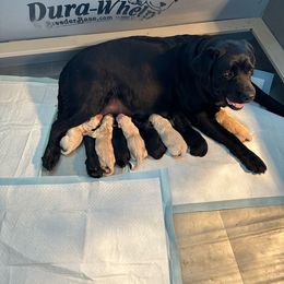 Jersey - Labrador Retriever