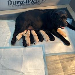 Jersey - Labrador Retriever