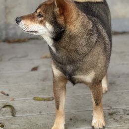 Shiba Inu from Midnight Shiba Kennel