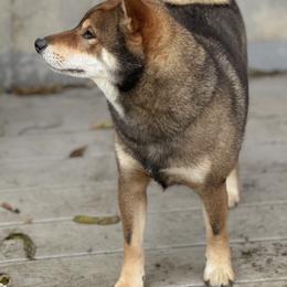 Shiba Inu from Midnight Shiba Kennel