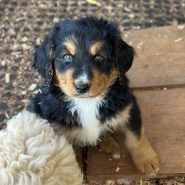 Boy 1 - Tri-color Bernedoodle puppy in Yatesville, Georgia from High Hopes Doodles