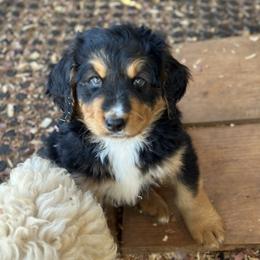 Boy 1 - Tri-color Bernedoodle puppy in Yatesville, Georgia from High Hopes Doodles
