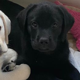 Labrador Retrievers from Wood’s Rest