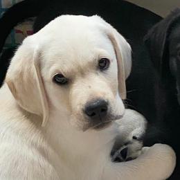 Labrador Retrievers from Wood’s Rest
