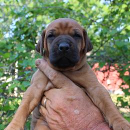 Ms. Purple - Rd whtn blk nose female Rhodesian Ridgeback puppy in Broussard, Louisiana from Karamojo Ridgebacks, Breeding Quality since 2012