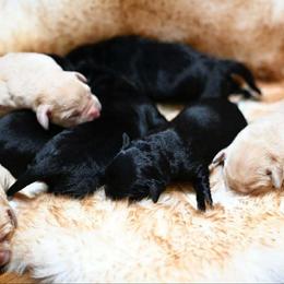 Australian Cattle Dog, Dachshund, and Labrador Retriever Puppies from Fox Hill Farm & K9