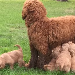 Goldendoodles from Groodles at Greta