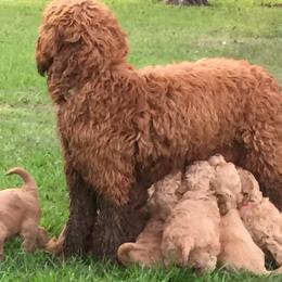 Goldendoodles from Groodles at Greta