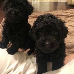 Maltese, Maltipoo, and Poodle Puppies from Healing Pawz LLC