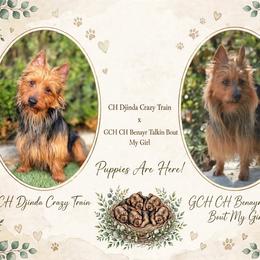 Australian Terrier puppies from Djinda Australian Terriers