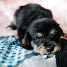 Prince Fiyero - Black and tan male Schnoodle puppy in Grove, Oklahoma from Grand Lake Poodles & Doodles