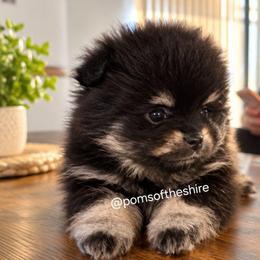 Girl 3 - Black and tan female Pomeranian puppy in Boca Raton, Florida from Poms of The Shire